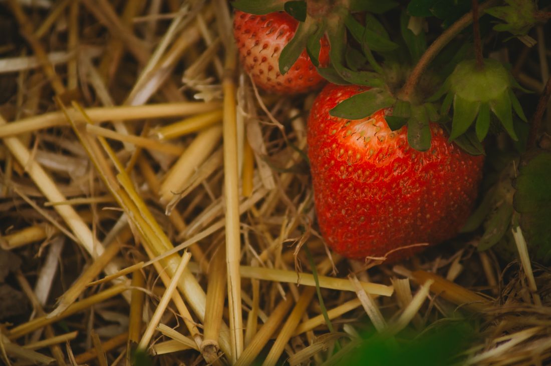 Pieds de tomates paillés avec une couche de paille dorée au potager