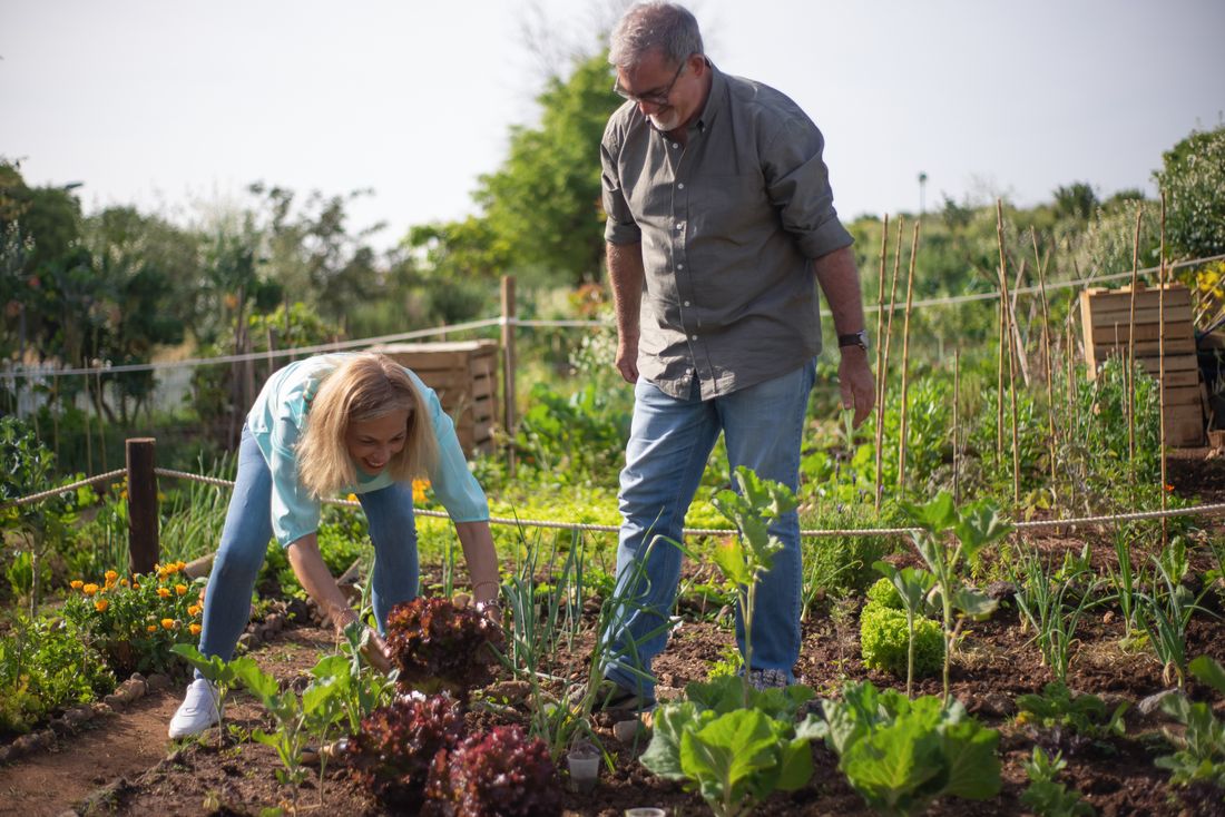 Rangs de carottes et de poireaux associés au potager