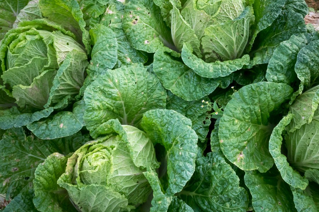 Chenille verte sur une feuille de chou