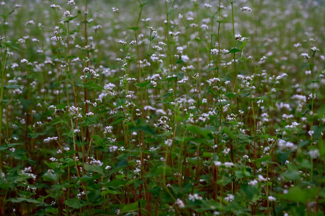 Planche de potager couverte de phacélie en fleurs comme engrais vert