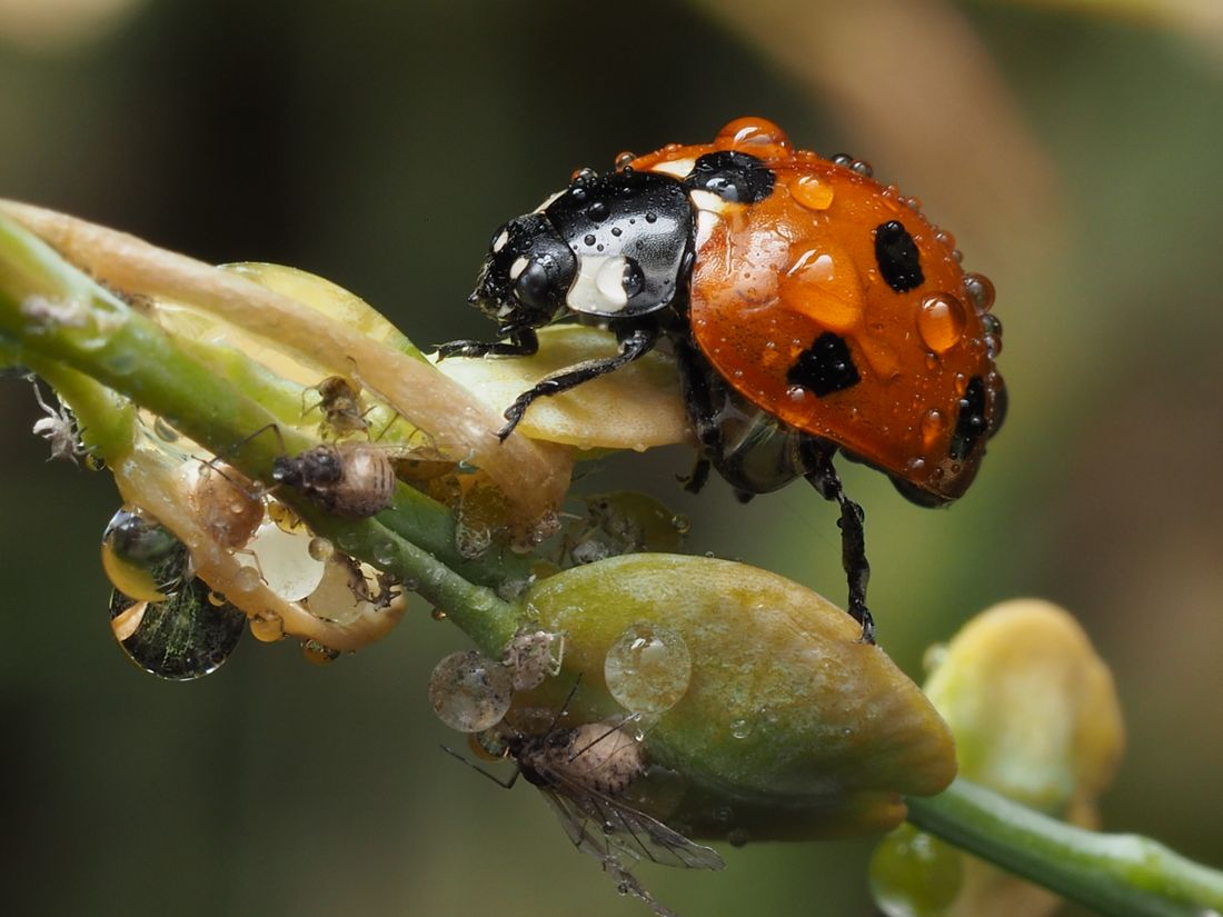 Colonie de pucerons verts sur une jeune tige au potager