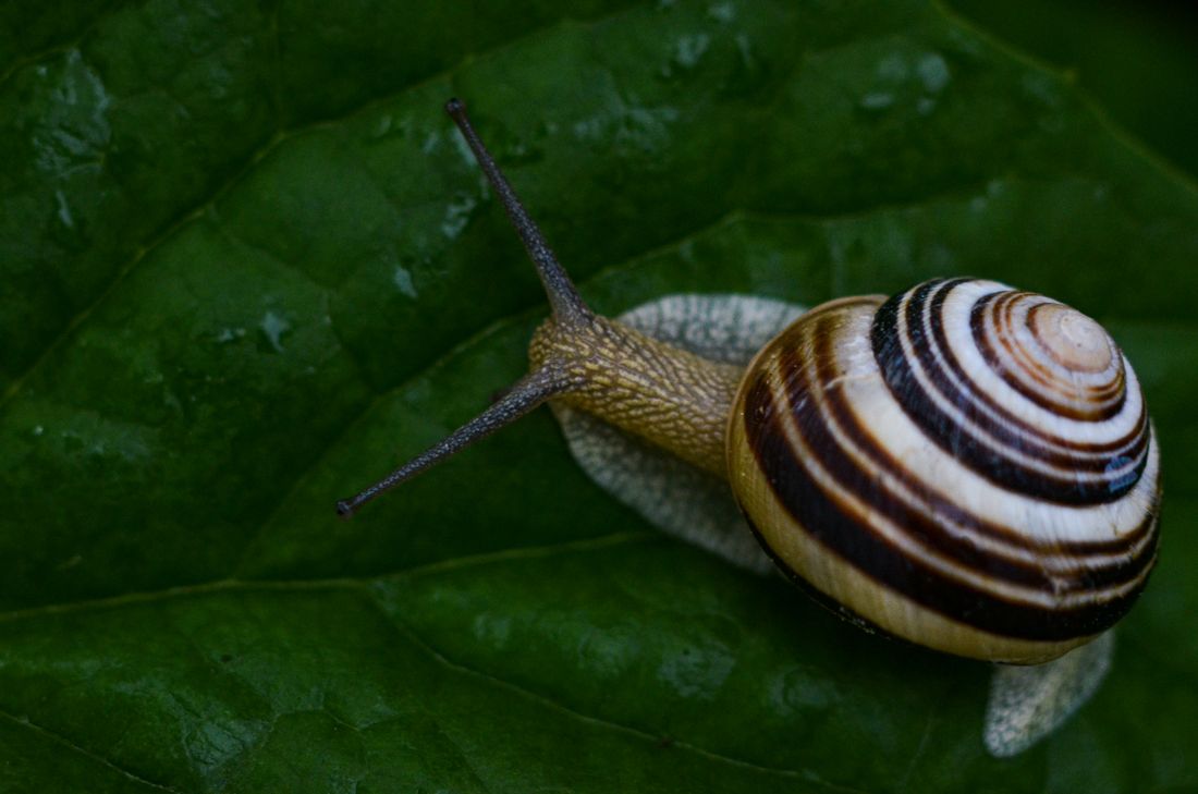 Limace sur une feuille de salade au potager humide