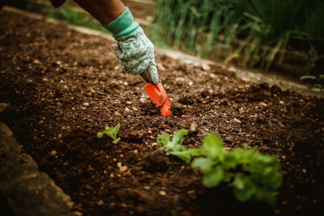 Jardinier préparant les planches de son potager au printemps