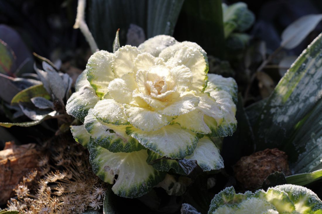 Voile d'hivernage blanc protégeant des cultures du gel au potager