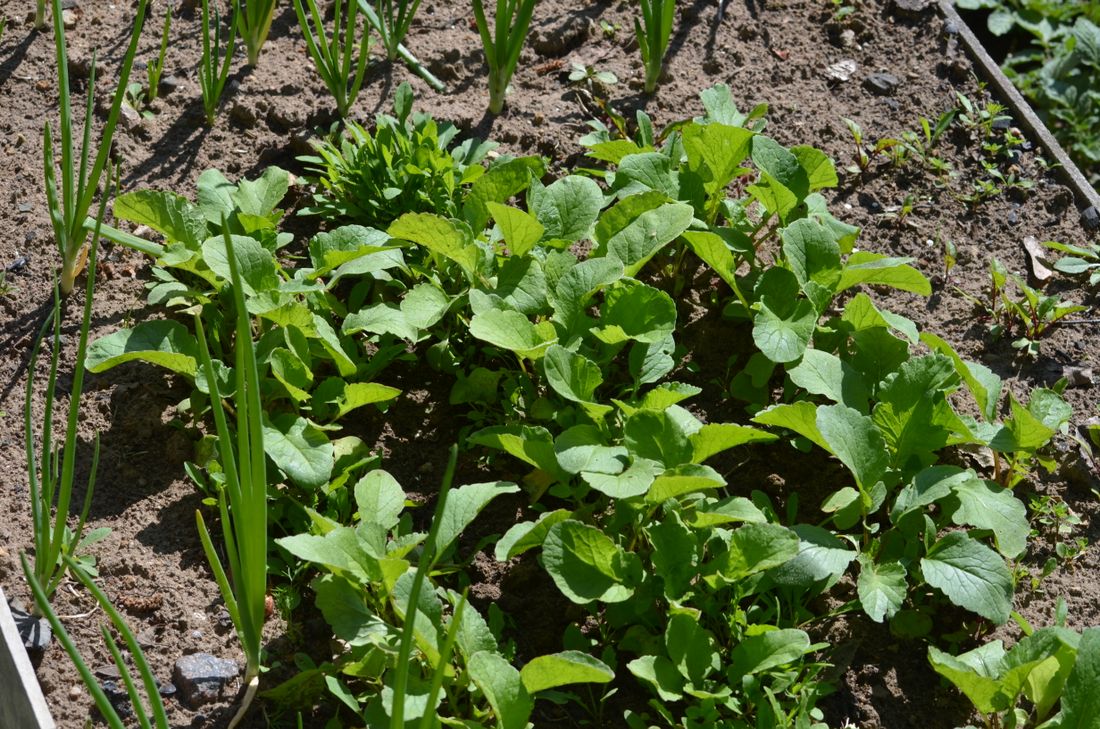 Coin de potager partiellement ombragé avec plusieurs légumes feuilles