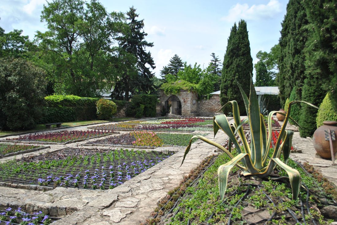 Planches de potager organisées en rotation avec différentes familles de légumes