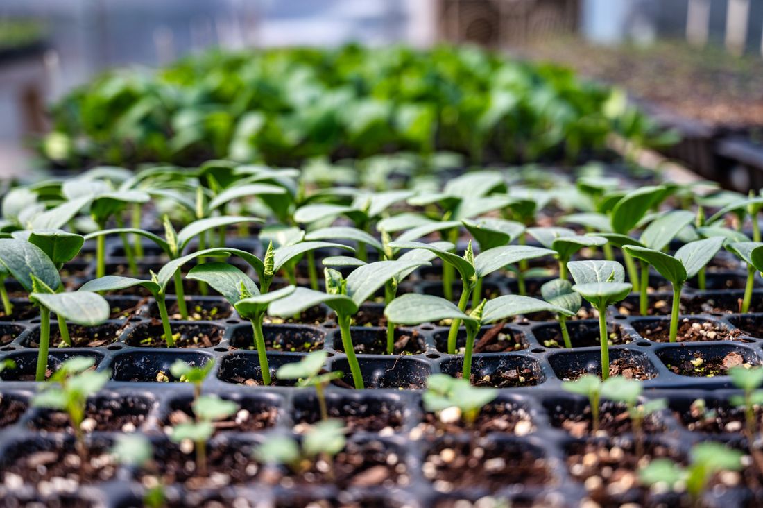 Jeunes plants de légumes levant dans un châssis vitré au printemps