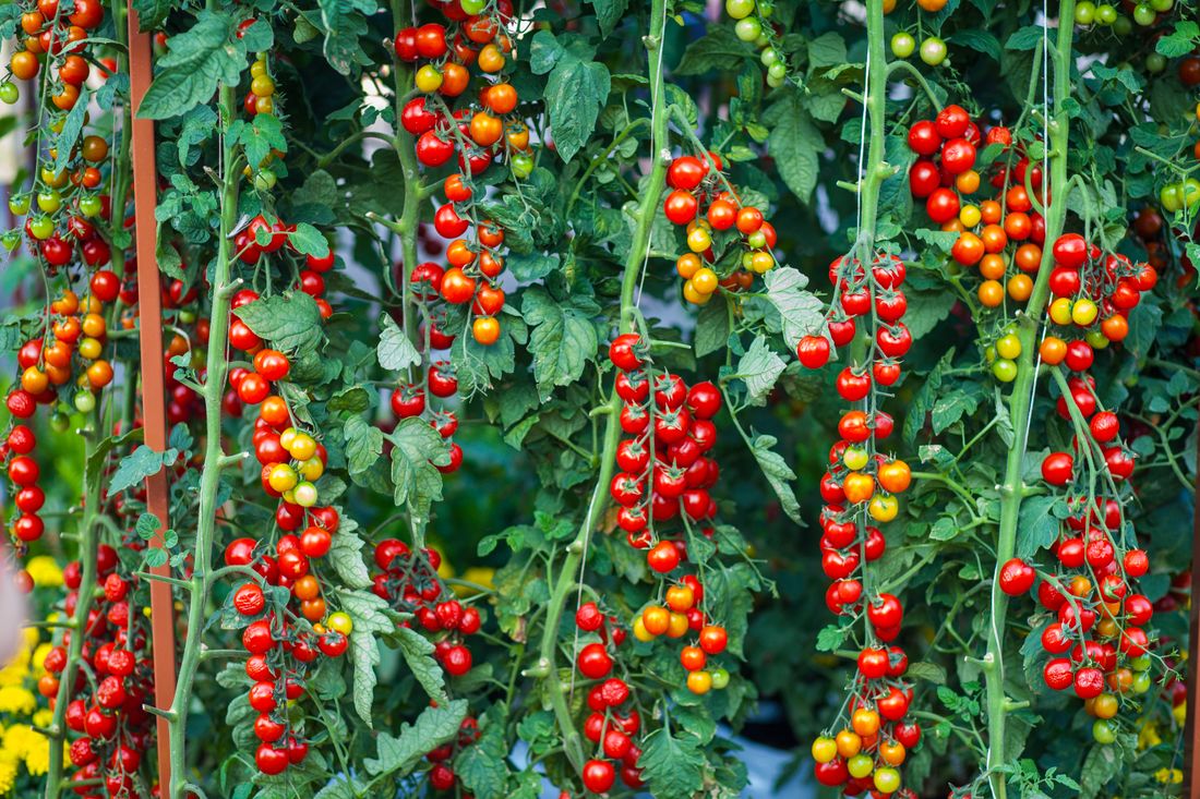 Pied de tomates avec grappes de fruits rouges au potager