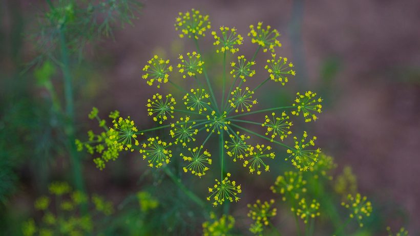 Tiges d'aneth avec leurs omelles jaunes au potager