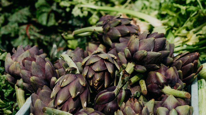 Capitules d'artichauts verts prêts à être récoltés au jardin