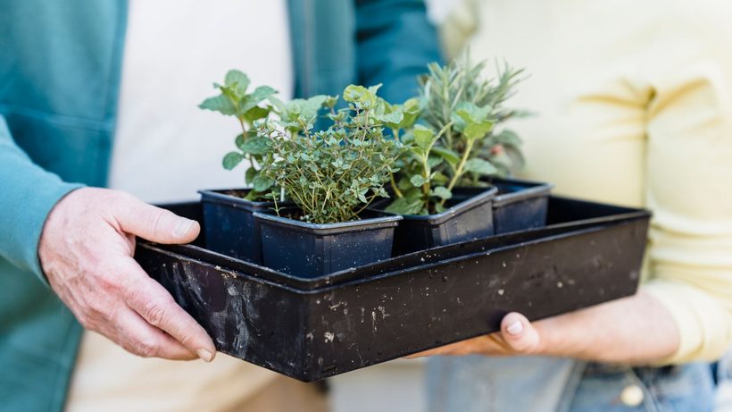 Brins d'estragon vert foncé dans un potager ensoleillé