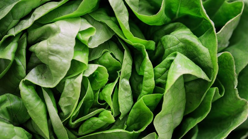 Rosettes de mâche et feuilles de roquette dans un potager hivernal