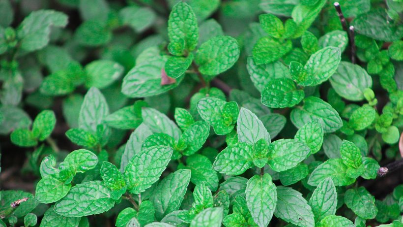 Feuilles vertes froissées de mélisse citronnée au jardin
