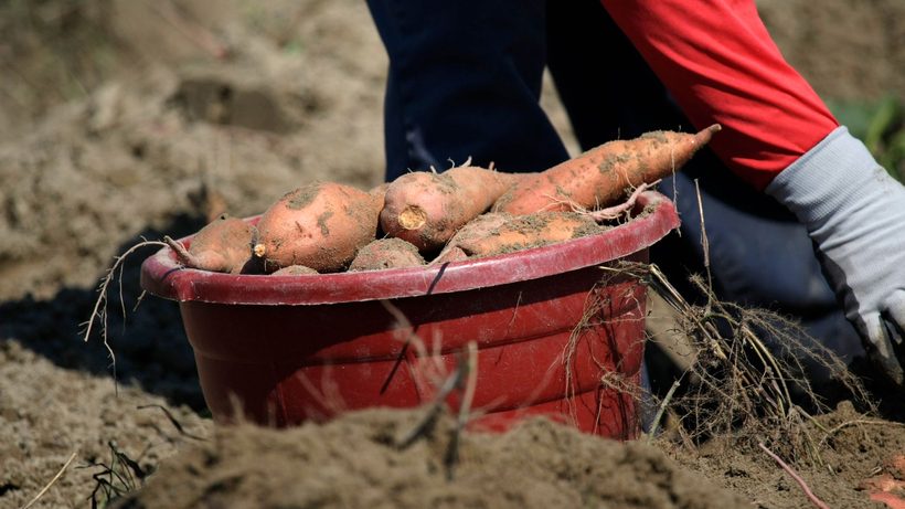 Patates douces orange récoltées posées sur la terre du jardin