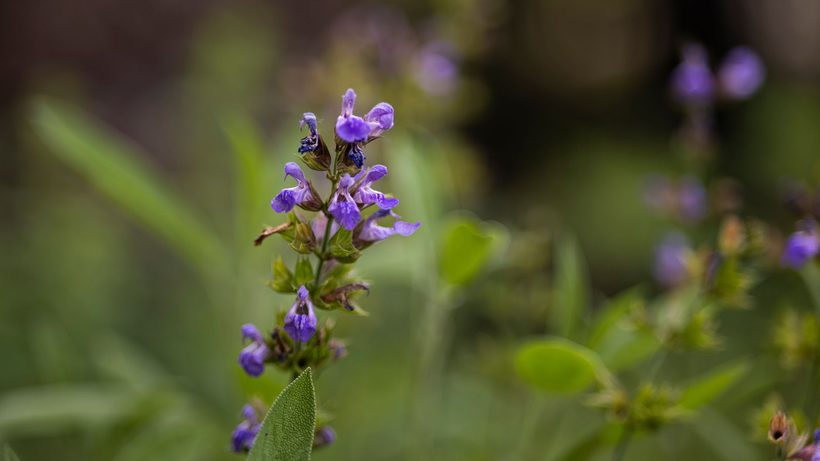 Feuilles gaufrées de sauge officinale dans un jardin ensoleillé