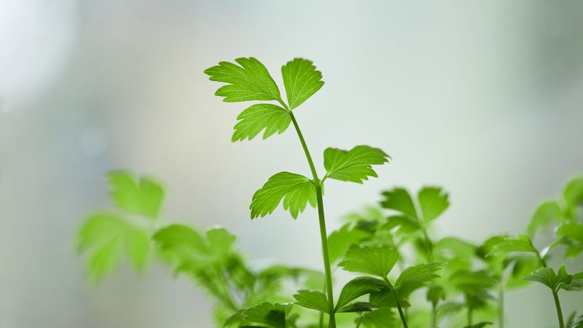 Tiges délicates et feuilles découpées de cerfeuil frais