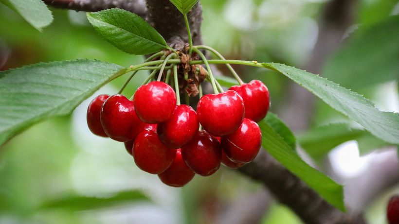 Grappes de cerises rouges mûres sur les branches d'un cerisier