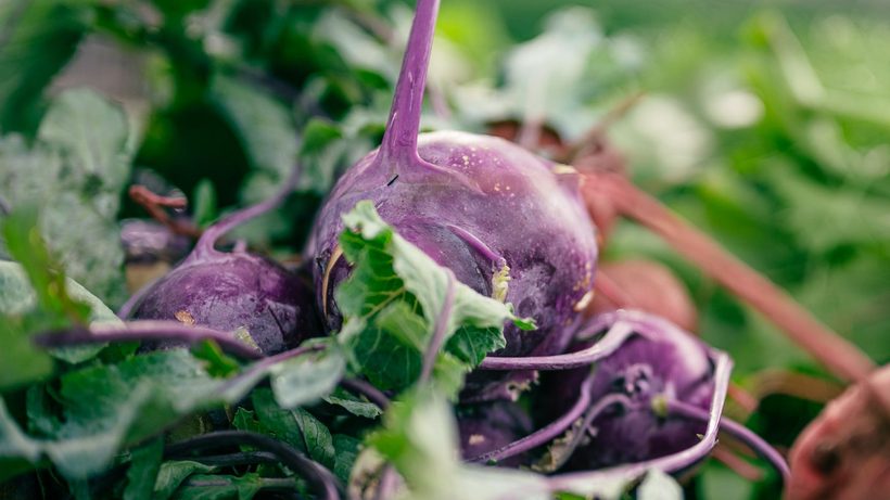 Têtes rondes et violettes de chou-rave dans un potager