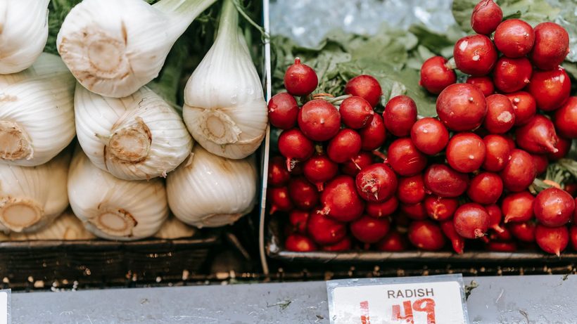 Bulbes de fenouil blancs bien formés dans un potager ensoleillé