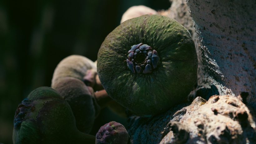 Figues violettes mûres sur un figuier au jardin ensoleillé