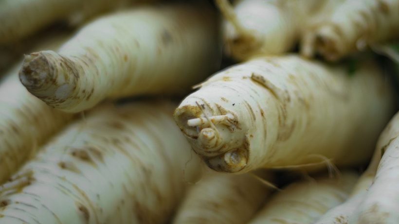 Racines de panais blancs récoltés dans la terre du potager