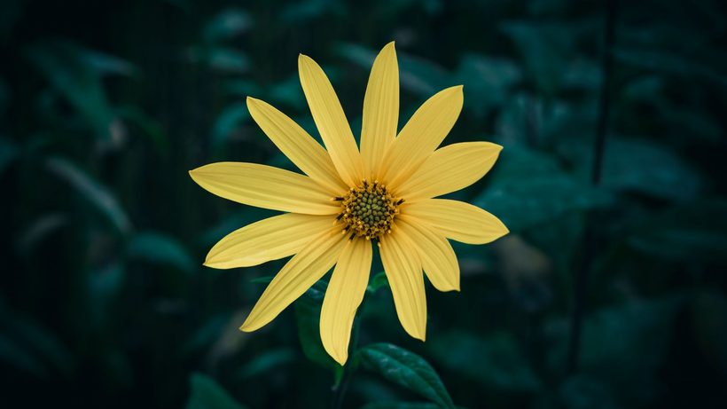 Fleurs jaunes et tiges de topinambour en fin d'été au jardin