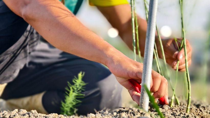 Tiges d'asperges vertes qui poussent dans un potager