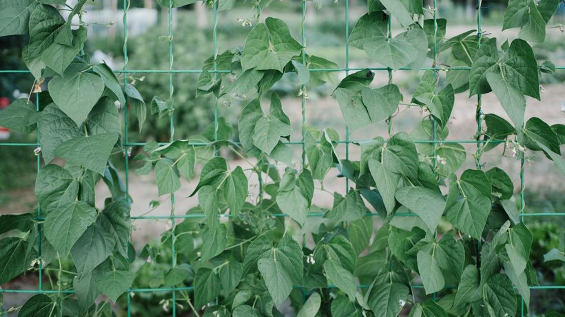 Haricots à rames grimpant sur un support en bambou au potager