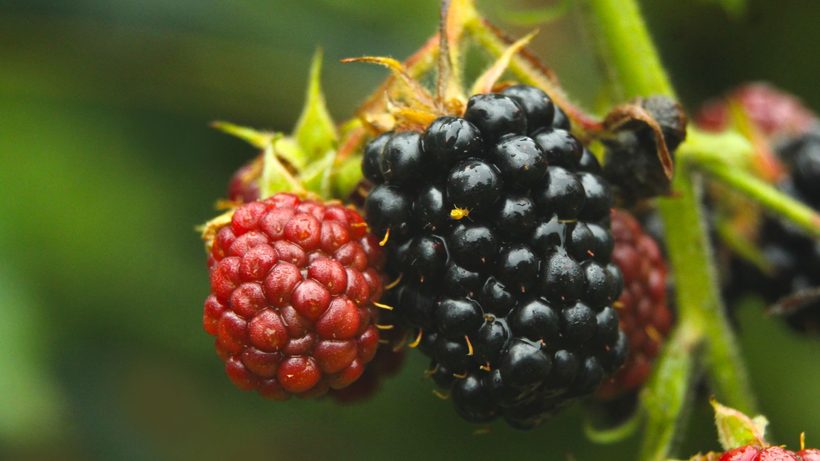 Grappes de mûres noires mûres sur les rameaux d'un mûrier
