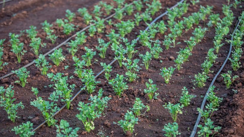 Goutteurs goutte à goutte autour de plants de tomates au potager