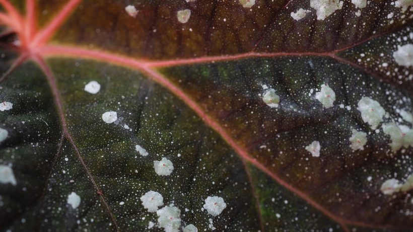 Feuilles de courge recouvertes de l'oïdium blanc farineux