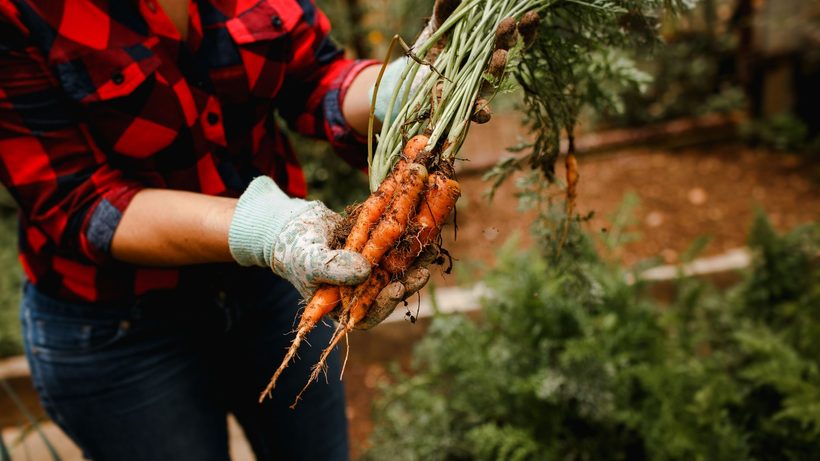 Carottes abîmées par les galeries de la mouche dans un potager