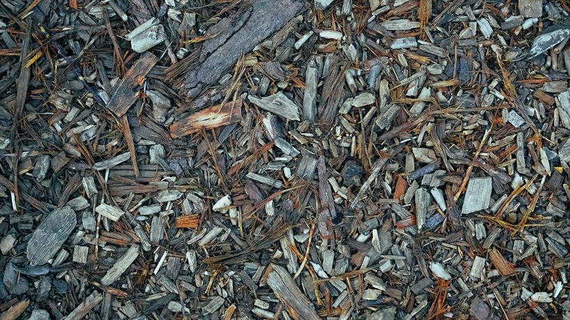 Copeaux de bois frais épandus en paillage dans un potager