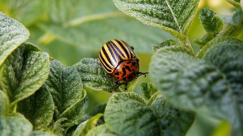 Doryphore rayé orange et noir sur des feuilles de pommes de terre