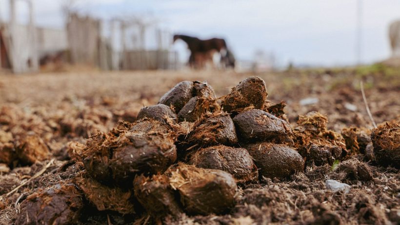 Fumier composté brun épandu sur un sol de potager à préparer