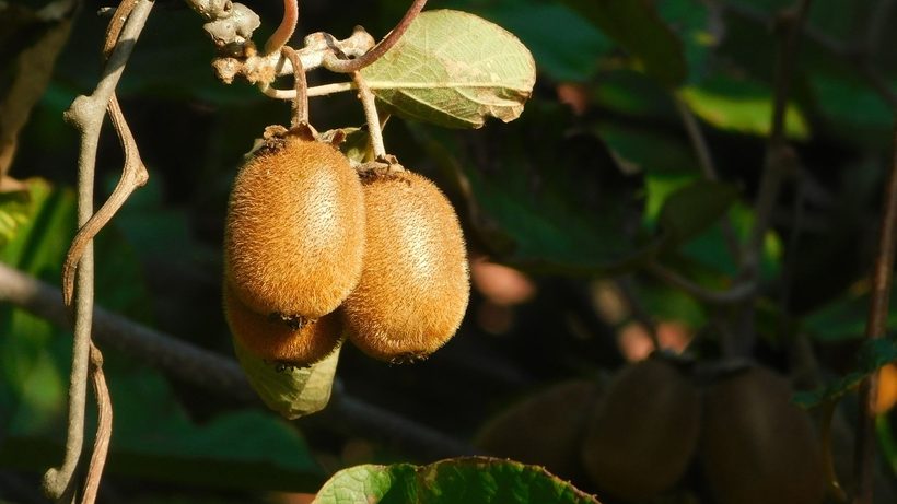 Petits kiwis verts mûrs sur une liane kiwi au jardin