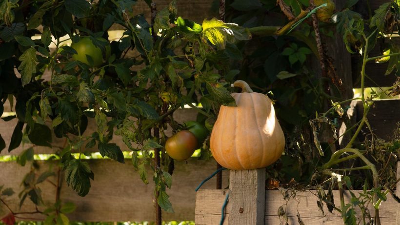Potager automnal avec courges, poireaux et dernières tomates