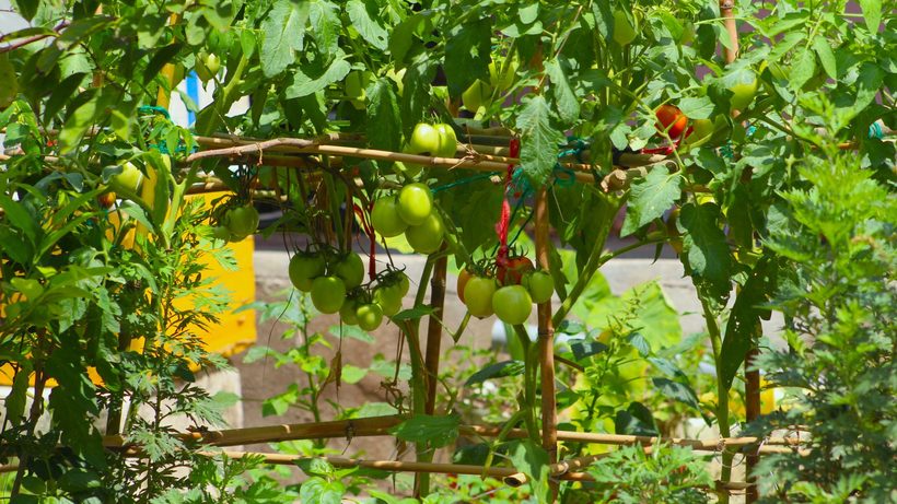 Tomates tuteurées sur des piquets de bambou dans un potager
