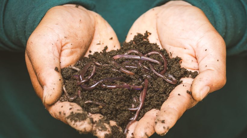 Sol de jardin riche en vie avec vers et micro-organismes