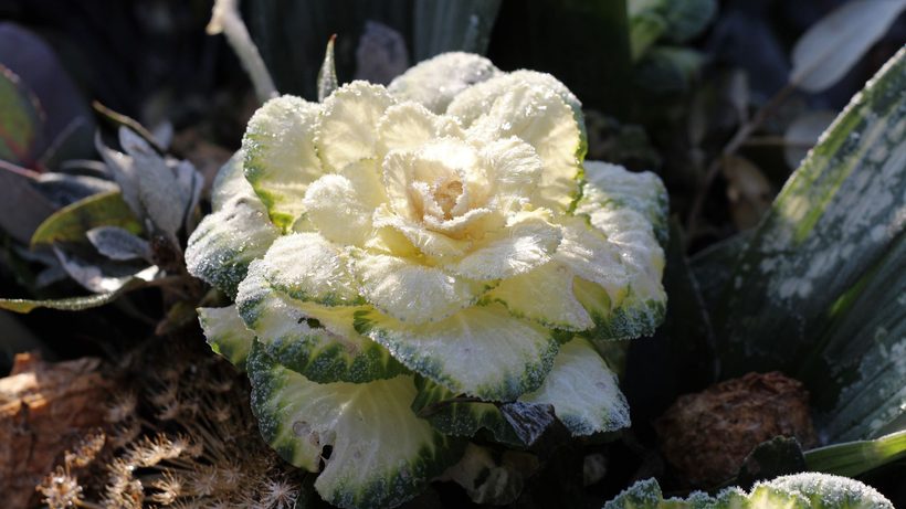 Potager en hiver avec sol travaillé et premiers crocus sous la neige