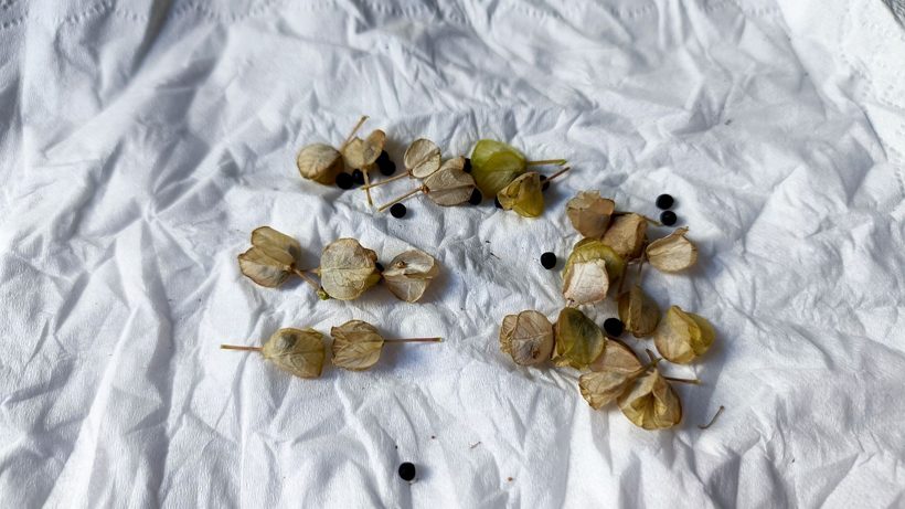 Graines séchées et triées dans des enveloppes étiquetées pour la conservation