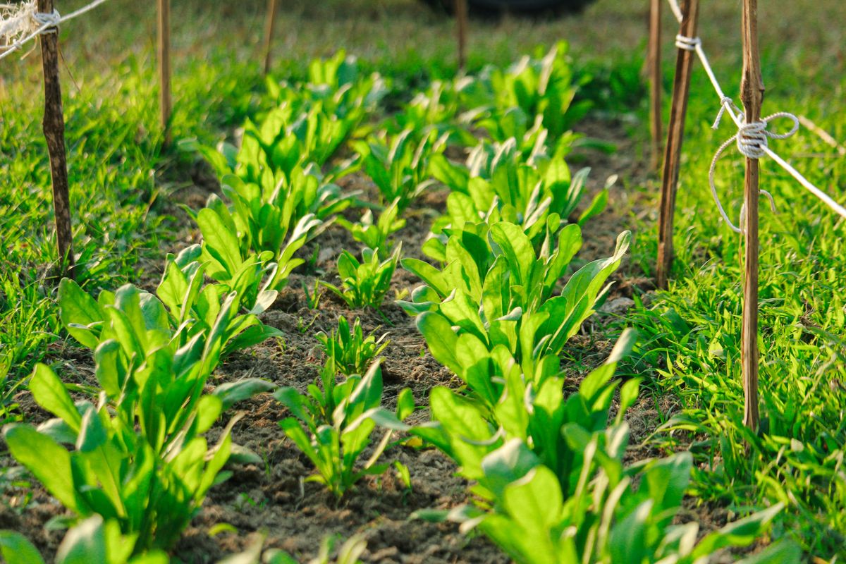 Rangs de légumes dans un potager au début de l'été